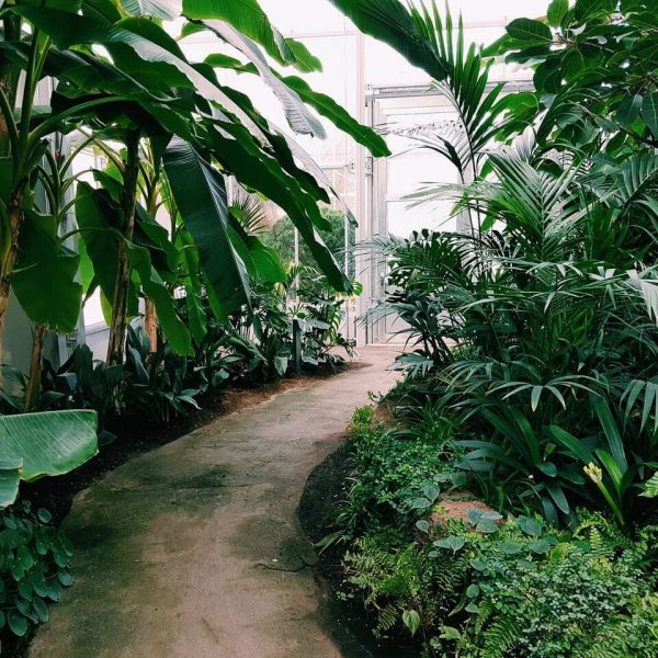 photography-of-pathway-surrounded-by-plants.jpg photography-of-pathway-surrounded-by-plants.jpg